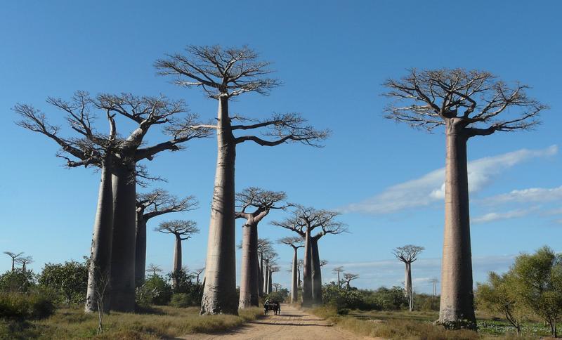 Lire la suite à propos de l’article Secteur du tourisme à Madagascar : Les opérateurs réclament une réouverture progressive des frontières