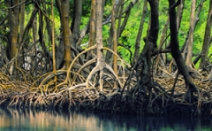 Lire la suite à propos de l’article Votez pour la conservation des forêts de mangroves