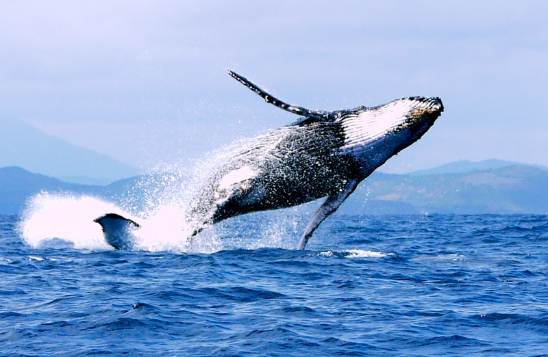 excursion-baleine-nosy-be