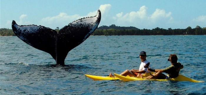 Madagascar-la-saison-de-l-observation-des-baleines-700x324