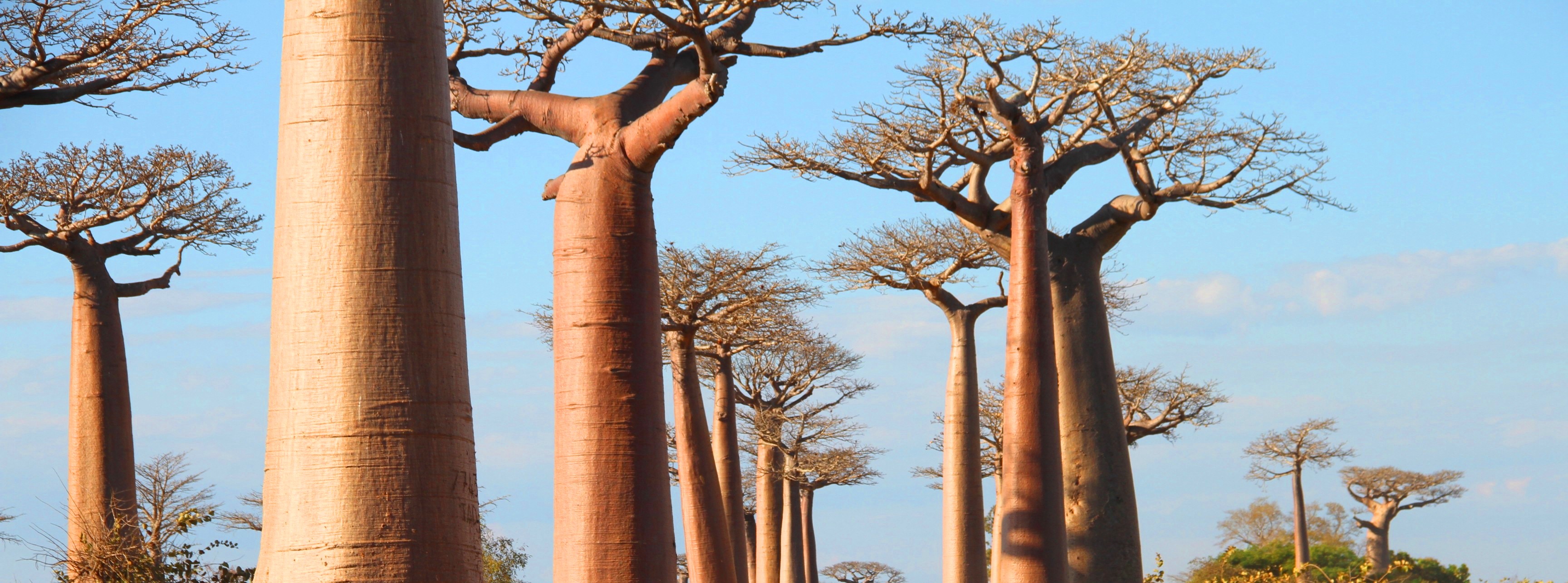 You are currently viewing Morondava Autrement