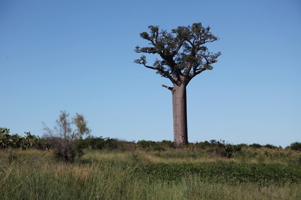 baobab