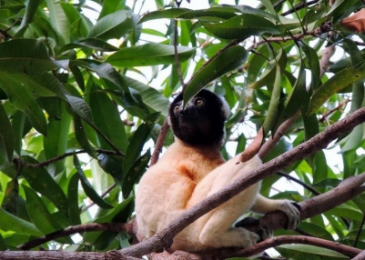 Lire la suite à propos de l’article Festival Indri-Indri 2019 : La conservation des lémuriens à l’honneur !