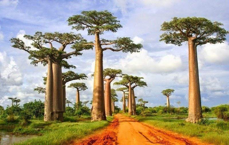 Lire la suite à propos de l’article Madagascar : Morondava accueille le Festival des Baobabs-fosa