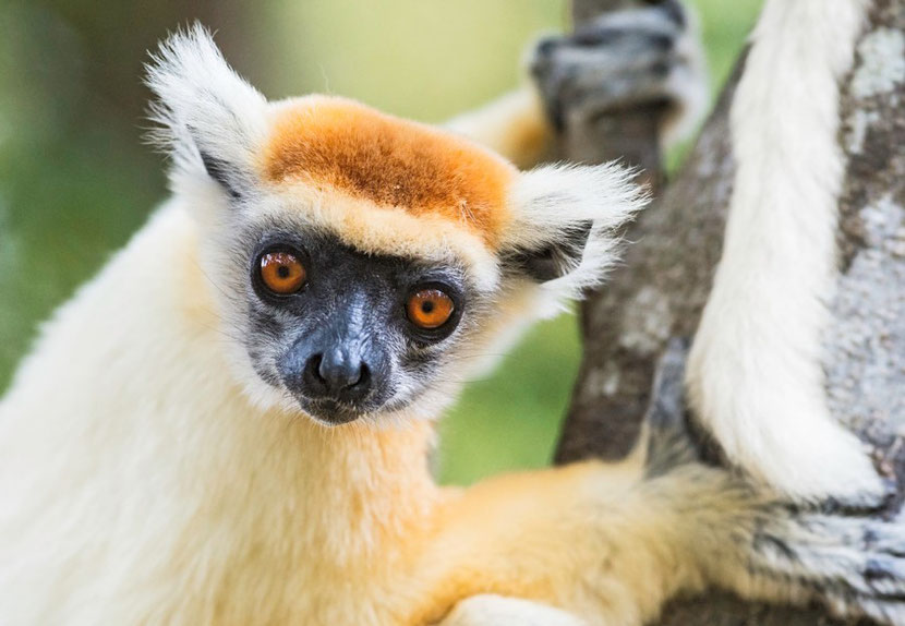 Lire la suite à propos de l’article Madagascar -Ecotourisme: une faune et une flore exceptionnelles dans l’ Aire Protégée de Loky Manambato