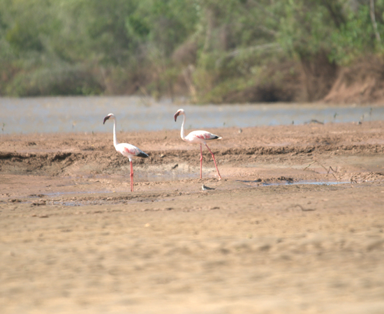 You are currently viewing Parc des oiseaux de Lyon : Un nouveau site de 16 000m² dédié à Madagascar et à l’Afrique