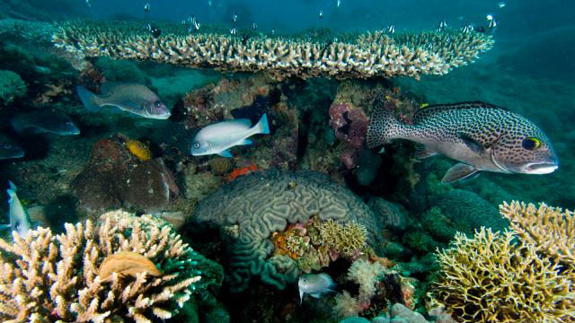 Lire la suite à propos de l’article Aires marines protégées : La baie d’Ambodivahibe, petite merveille « écotouristique »