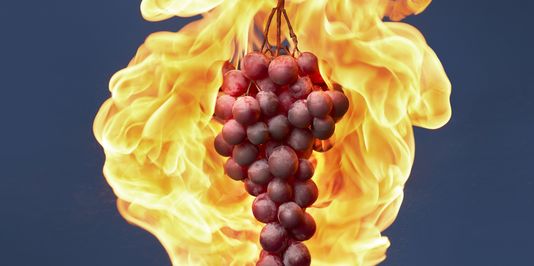 You are currently viewing Vins californiens : l’autre ravage du feu