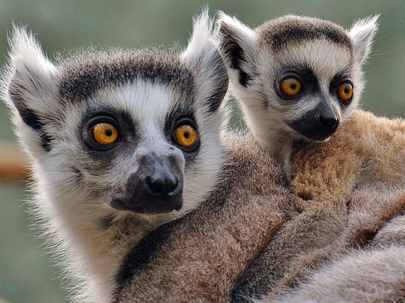 You are currently viewing Madagascar : un colloque international sur la protection des lémuriens
