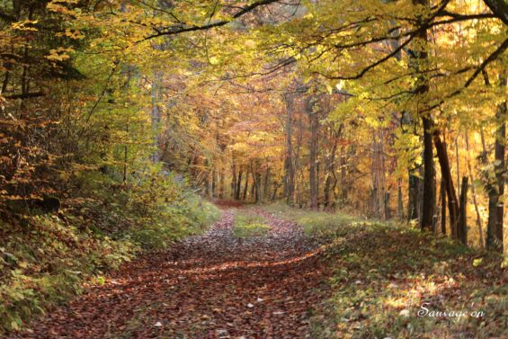 Lire la suite à propos de l’article Bientôt un onzième Parc National en France