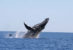 Taolagnaro – Vers la promotion du tourisme baleinier