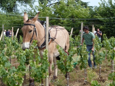 Lire la suite à propos de l’article Des vins bio en accord avec le développement durable