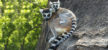 A Madagascar, la conservation des espèces endémiques va de pair avec la production écologique