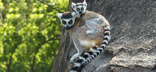 You are currently viewing A Madagascar, la conservation des espèces endémiques va de pair avec la production écologique