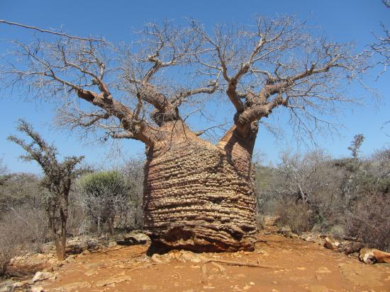 Lire la suite à propos de l’article Parc national Tsimanampetsotse – labellisé « Réserve de biosphère »