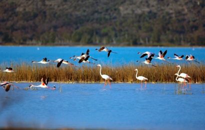 Lire la suite à propos de l’article Eco-tourisme et Ornithologie : Succès du 3e Safari des oiseaux à Majunga