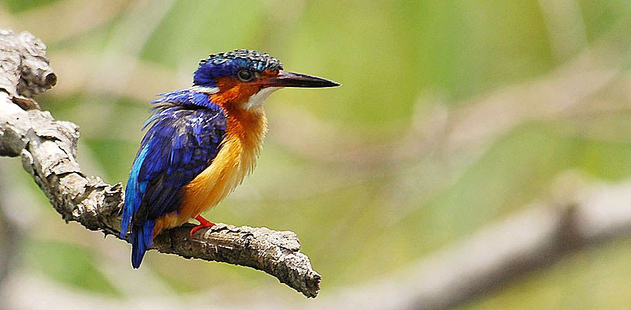 Lire la suite à propos de l’article Eco-tourisme et Ornithologie : Succès du 3e Safari des oiseaux à Majunga