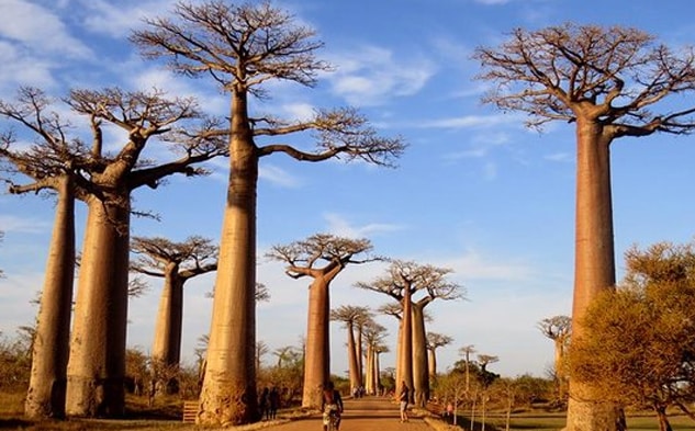 Lire la suite à propos de l’article Madagascar lance son premier e-learning pour les agents de voyages