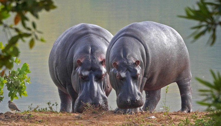 You are currently viewing Congo : le plus ancien parc national d’Afrique rouvert aux touristes