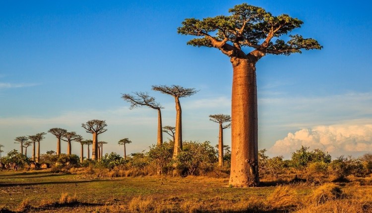 You are currently viewing <strong>Tourisme : Madagascar dans le top 10 des pays africains les plus attractifs</strong>