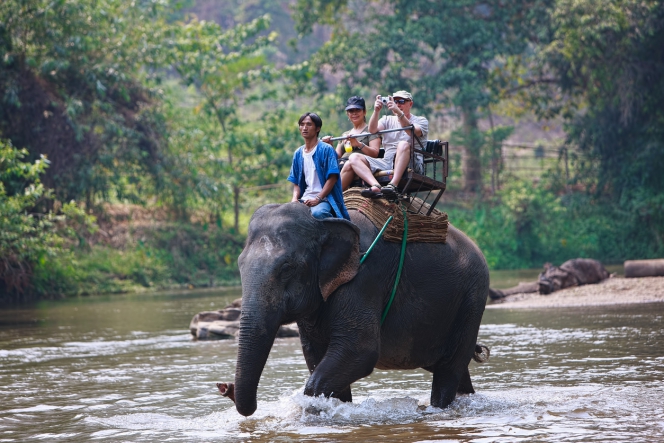 Lire la suite à propos de l’article Souffrance animale : les dérives du tourisme