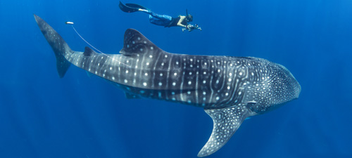 You are currently viewing Les requins-baleines de Madagascar : un nouvel espoir pour l’espèce ?