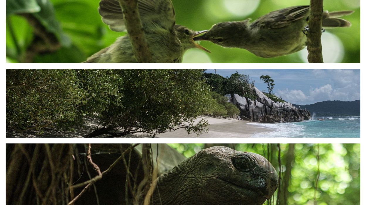 You are currently viewing Biodiversité: achetée par une ONG il y a 50 ans pour sauver 26 oiseaux, une île de l’océan indien est devenue un petit paradis