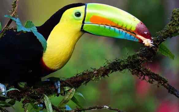 You are currently viewing Le Costa Rica veut mettre fin aux selfies des touristes avec les animaux !