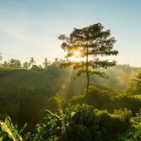 Sun is rising and shining through tree branches on Bali, Indonesia