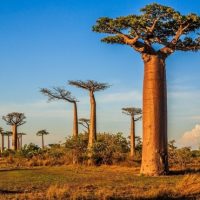 Beautiful Baobab trees at sunset at the avenue of the baobabs in Madagascar